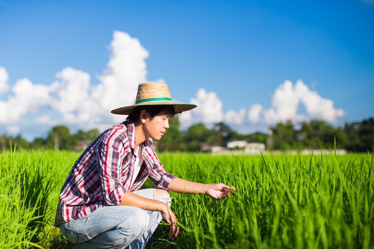 หนอนห่อใบข้าว: วิธีนับใบเสียหาย เกณฑ์ตัดสินใจพ่น และช่วงที่ไม่ต้องพ่น