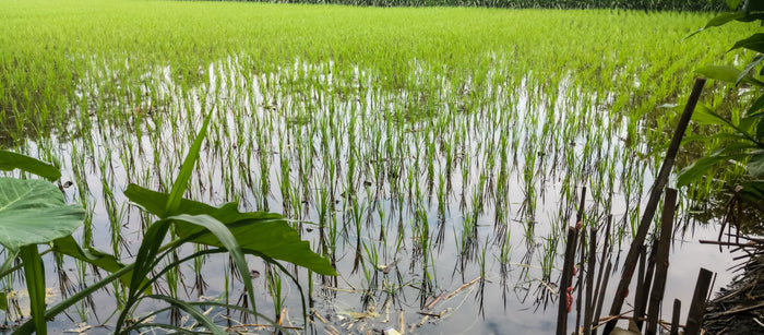 จัดการแปลงช่วงฝนชุก: น้ำท่วมขัง รากเน่า และการฟื้นฟูหลังน้ำลด